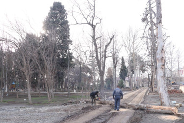 “Gəncə Memorial Kompleksi"nin ərazisində qurumuş ağaclar kəsilib