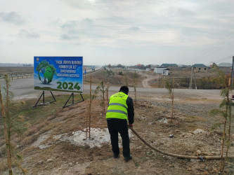 Gəncədəki mövcud yaşıllıqlara daimi qulluq göstərilir