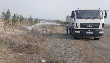 Gəncədəki mövcud yaşıllıqlara MKTİB tərəfindən xüsusi qulluq göstərilir