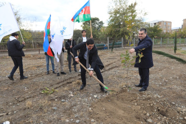 Gəncədə “Heydər Əliyev İli“ çərçivəsində növbəti ağacəkmə aksiyası keçirilib