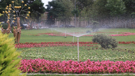 Gəncədə yaşıllıqları anomal istilərdən qorumaq üçün müvafiq tədbirlər həyata keçirilir