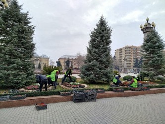 Gəncədə təmizlik aksiyası keçirilib, iqlim şəraitinə uyğun mövsümü güllər əkilib