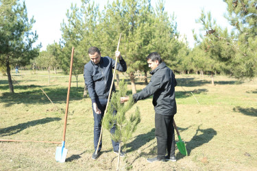 Gəncədə FHN əməkdaşları ağacəkmə aksiyası keçiriblər