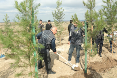 Gəncədə “Yaşıl dünya naminə həmrəylik ili” çərçivəsində genişmiqyaslı ağacəkmə aksiyası keçirilir