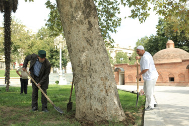 Gəncədə “Yaşıl gələcək naminə” adlı aksiya keçirilib