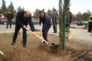 Gəncədə “Yaşıl Dünya Naminə Həmrəylik İli” ilə əlaqədar olaraq ilin son ağacəkmə aksiyası təşkil olunub