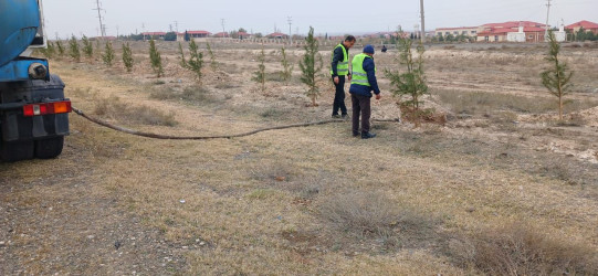 Gəncədəki mövcud yaşıllıqlara daimi qulluq göstərilir