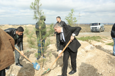 Gəncədə “Yaşıl dünya naminə həmrəylik ili” çərçivəsində genişmiqyaslı ağacəkmə aksiyası keçirilir