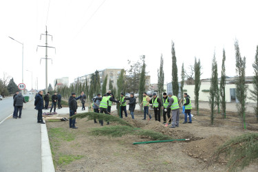 Gəncədə “Yaşıl Dünya Naminə Həmrəylik İli” ilə əlaqədar olaraq ilin son ağacəkmə aksiyası təşkil olunub