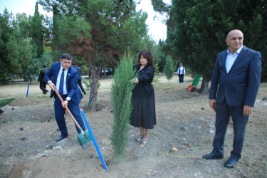 Gəncədə 27 Sentyabr – Anım Günü ilə bağlı ağacəkmə aksiyası keçirilib