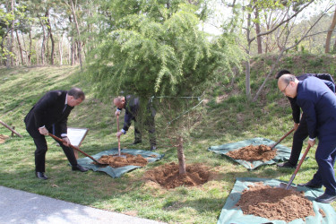 Gəncənin nümayəndə heyəti tərəfindən Çindao şəhərinin beynəlxalq dostluq xiyabanında ağac əkilib