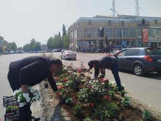 Gəncədə təmizlik, təmir və yaşıllaşdırma işləri davam edir