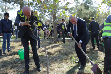 Gəncədə cənab İlham Əliyevin Prezident seçilməsinin 20-ci ildönümü münasibətilə ağacəkmə aksiyası təşkil olunub