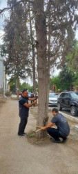 Gəncədə III MDB Oyunları ərəfəsində qurumuş ağacların yeniləri ilə əvəzlənməsinə start verildi