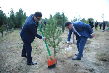 Gəncədə 27 Sentyabr – Anım Günü ilə bağlı ağacəkmə aksiyası keçirilib