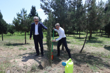 Gəncədə Azərbaycan - Aİ əməkdaşlığının 30 illiyinə həsr olunmuş ağacəkmə aksiyası keçirilib