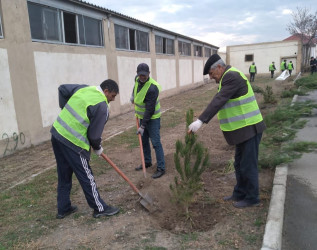 "Yaşıl dünya naminə həmrəylik ili" çərçivəsində Gəncədə növbəti ağacəkmə və iməcilik aksiyaları baş tutub