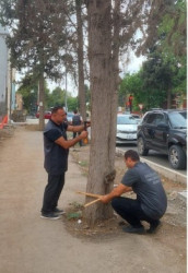 Gəncədə III MDB Oyunları ərəfəsində qurumuş ağacların yeniləri ilə əvəzlənməsinə start verildi