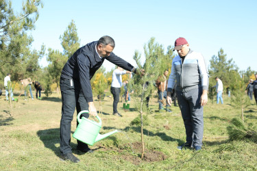 Gəncədə FHN əməkdaşları ağacəkmə aksiyası keçiriblər