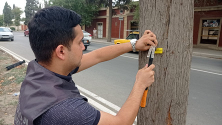 Gəncədə qurumuş və qəzalı vəziyyətdə olan ağaclarla bağlı ilk pilot layihə həyata keçirilir
