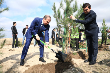 Gəncədə “Yaşıl dünya naminə həmrəylik ili” çərçivəsində genişmiqyaslı ağacəkmə aksiyası keçirilir