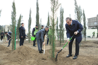 Gəncədə “Yaşıl Dünya Naminə Həmrəylik İli” ilə əlaqədar olaraq ilin son ağacəkmə aksiyası təşkil olunub