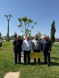 Niyazi Bayramov Səmərqənd şəhərində “Qardaş şəhərlər” I Beynəlxalq Forumu çərçivəsində keçirilən ağacəkmə aksiyasında iştirak edib