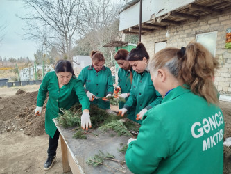 MKTİB-nin istixanalarında becərilən güllərin şəhərin müxtəlif ərazilərində əkini həyata keçirilir