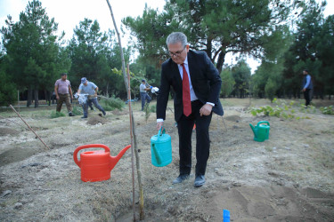 Gəncədə 27 Sentyabr – Anım Günü ilə bağlı ağacəkmə aksiyası keçirilib