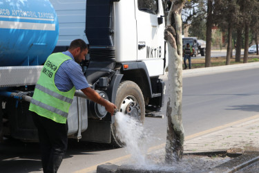 Gəncədə yaşıllıqları anomal istilərdən qorumaq üçün müvafiq tədbirlər həyata keçirilir