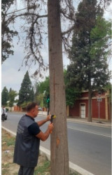 Gəncədə III MDB Oyunları ərəfəsində qurumuş ağacların yeniləri ilə əvəzlənməsinə start verildi