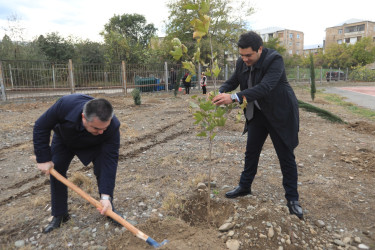 Gəncədə “Heydər Əliyev İli“ çərçivəsində növbəti ağacəkmə aksiyası keçirilib