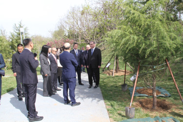 Gəncənin nümayəndə heyəti tərəfindən Çindao şəhərinin beynəlxalq dostluq xiyabanında ağac əkilib