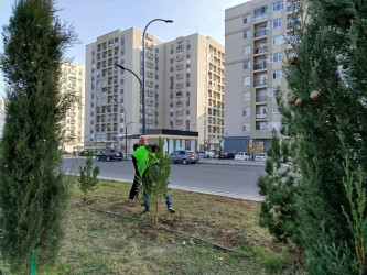 "Yaşıl dünya naminə həmrəylik ili" çərçivəsində Gəncədə növbəti ağacəkmə və iməcilik aksiyaları baş tutub