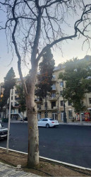 Gəncədə III MDB Oyunları ərəfəsində qurumuş ağacların yeniləri ilə əvəzlənməsinə start verildi