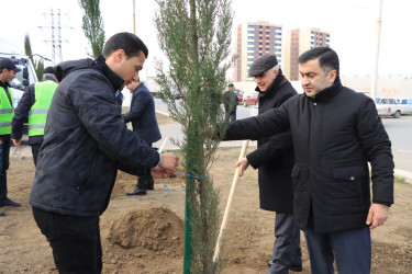 Gəncədə “Yaşıl Dünya Naminə Həmrəylik İli” ilə əlaqədar olaraq ilin son ağacəkmə aksiyası təşkil olunub