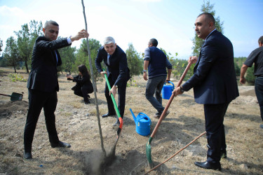 Gəncədə 27 Sentyabr – Anım Günü ilə bağlı ağacəkmə aksiyası keçirilib