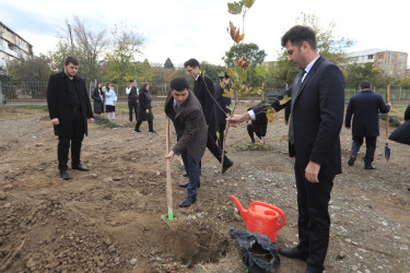 Gəncədə “Heydər Əliyev İli“ çərçivəsində növbəti ağacəkmə aksiyası keçirilib