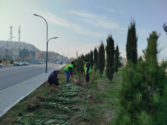 "Yaşıl dünya naminə həmrəylik ili" çərçivəsində Gəncədə növbəti ağacəkmə və iməcilik aksiyaları baş tutub