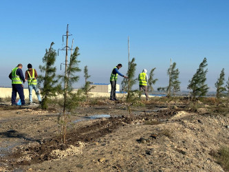 Gəncədə əkilən ağaclara və mövcud yaşıllıqlara xüsusi qulluq göstərilir