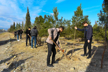 Gəncədə yaşıllıq zolaqları artırılır