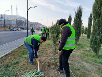 "Yaşıl dünya naminə həmrəylik ili" çərçivəsində Gəncədə növbəti ağacəkmə və iməcilik aksiyaları baş tutub