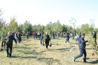 Gəncədə FHN əməkdaşları ağacəkmə aksiyası keçiriblər