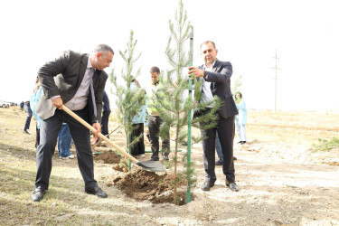 Gəncədə “Yaşıl dünya naminə həmrəylik ili” çərçivəsində genişmiqyaslı ağacəkmə aksiyası keçirilir