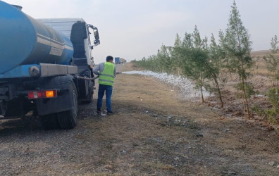 Gəncədəki mövcud yaşıllıqlara MKTİB tərəfindən xüsusi qulluq göstərilir